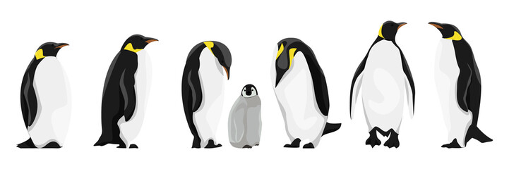 A set of realistic imperial penguins in different poses. Adult birds and chicks. Vector illustration, isolated on white background.