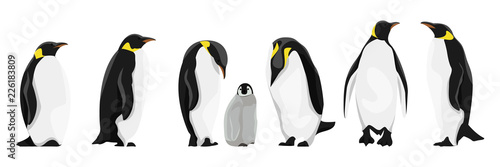 Fotografía A set of realistic imperial penguins in different poses