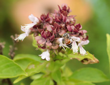 Closeup Of Little Bee On The Ocimum Sanctum Flower