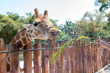 Feeding Giraffe In A Zoo