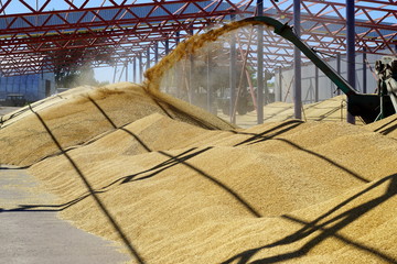 Dedusting of wheat in the yard