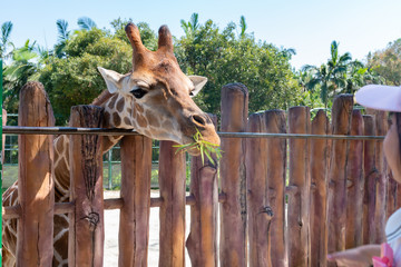 feeding giraffe in a zoo