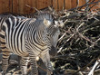 Zebra Frontaufnahme mit gesenktem Kopf und Holz im Hintergrund