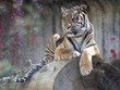 Resting Female Sumatran Tiger, Panthera tigris sumatrae