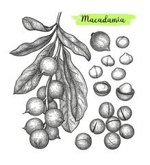 Wall Mural - ink sketch of macadamia.