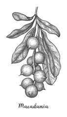Canvas Print - ink sketch of macadamia.