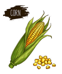 Hand drawn isolated ripe corn cobs and grain with label. Natural vegetable vector sketch illustration.