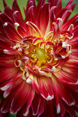 Wall Mural - Closeup of a beautiful Dahlia flower - warm autumn color space 