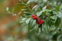 Closeup Of Pyracantha  Branch With Red Berries In A Public Garden