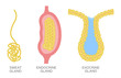 © gritsalak - Epithelial gland / endocrine , exocrine and sweat gland vector