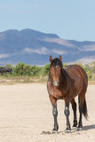 Fototapeta Konie - Wild Horse in the Utah Desert