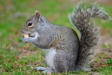 Side View Of An Eastern Grey Squirrel (sciurus Carolinensis) Eating A Nut