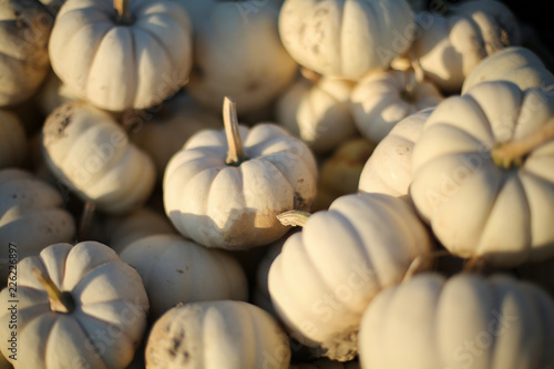 Bushel Of Small White Pumpkins Group Of Miniature Decorative