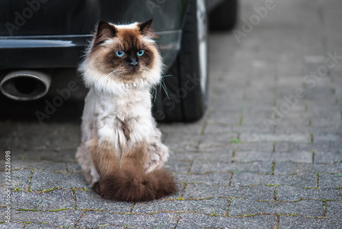Heilige Birma Katze Bei Automobil Bewachung Kaufen Sie