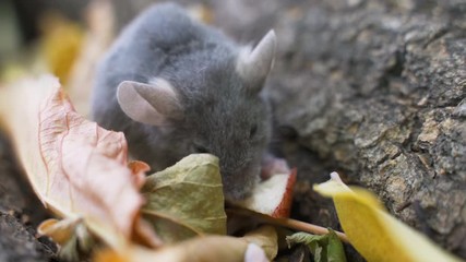 Wall Mural - A little mouse eats food in the forest.