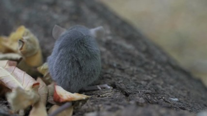 Wall Mural - The little mouse is sitting on a tree trunk, looking around.