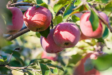 Canvas Print - Ripe apples in a fruit autumn apple orchard