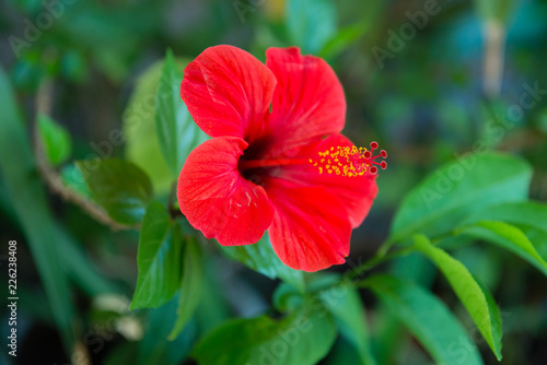Fotografia, Obraz Hibiscus rosa-sinensis (Double Petal Vermillion Red)