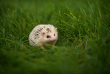 Fototapeta Do akwarium - hedgehog in grass