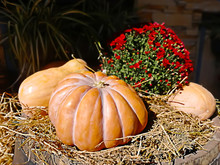 Pumpkins With Red Flowers Lying On The Hay For Halloween Background