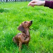 © Таисья Корчак - Miniature dachshund puppy with its owner. A young energetic dog is running around for a walk. Execution of commands in a game form