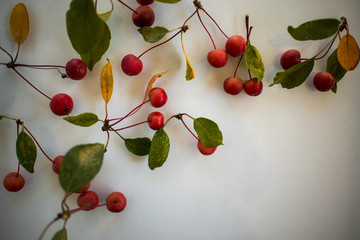 Wall Mural - wild tiny apples on white background