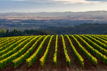 Looking Over A View Of An Oregon Vineyard, Lines Of Vines Tipped By Afternoon Sun, A Glow Highlighting The Distant Valley Backed By Blue Hills. 