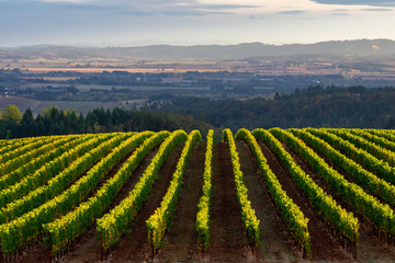 Looking over a view of an Oregon vineyard, lines of vines tipped by afternoon sun, a glow highlighting the distant valley backed by blue hills. 