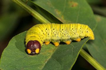 Wall Mural - Silver-spotted Skipper Caterpillar ( Epargyreus clarus)