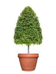 Symmetric cone shape trim topiary tree on clay pot isolated on white background for outdoor and garden design