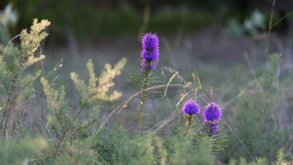 Purple flowers on a field on a sunny September day in Texas City Park