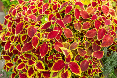 カラフル葉のコリウス 観葉植物 Adobe Stock でこのストック画像を購入して 類似の画像をさらに検索 Adobe Stock