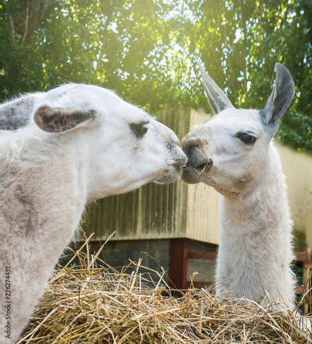 Two Llamas Kissing Munching Hay Feeders Outdoor Buy This Stock