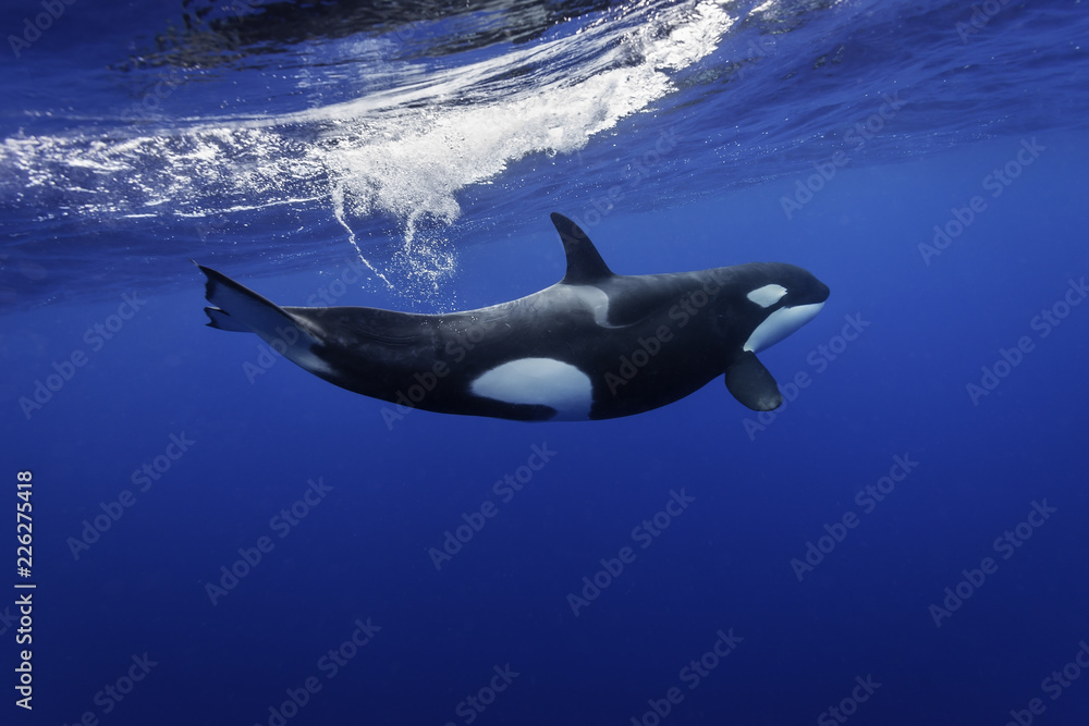 Killer whales swimming in the blue Pacific Ocean offshore from the North Island, New Zealand. - obrazy, fototapety, plakaty 