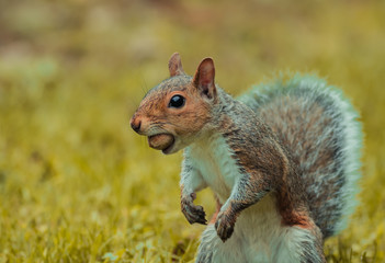 Funny gray squirrel (Sciurus carolinensis) gets caught with a large nut in his mouth