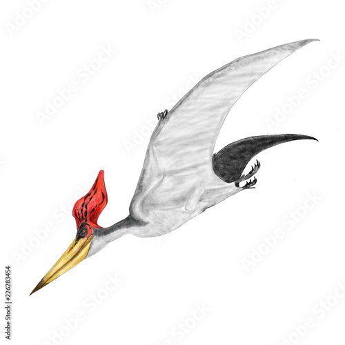 プテラノドンは最もよく知られた大型の翼竜で 特徴的な鶏冠の形態によって いくつかの種類に分かれている このイラストはステルンベルギ種を描いている 白亜紀後期北米からイギリスに広く生息していた 白亜紀後期には他の翼竜類が少なくなり 白亜紀後期の制空権を