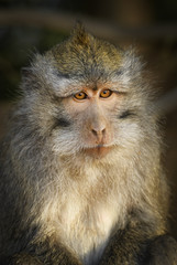 Wall Mural - long-tailed macaque - macaca fascicularis, common monkey from southeast asia forests, woodlands and 