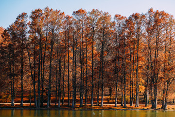 Wall Mural - Autumn Red Trees Forest In Fall Season