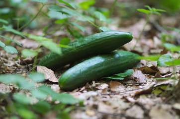 Ripe cucumber in the nature