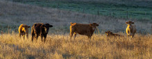 Young Cattle In The Pasture