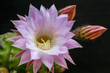  Straw flower cactus