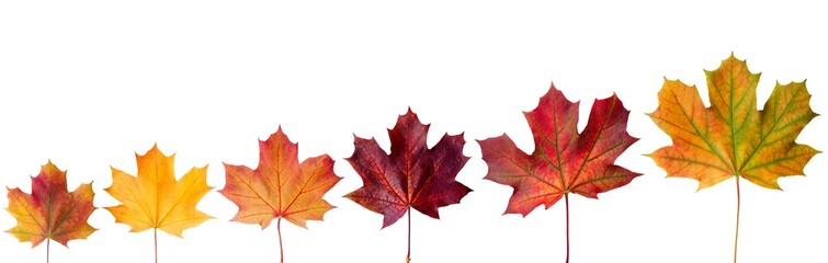 Wall Mural - сollection beautiful colorful autumn leaves isolated on white background