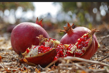 Ripe Pomegranate Fruits Fallen From A Tree Lying On The Ground Among The Dried Grass And Leaves