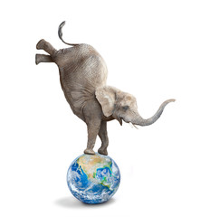 Wall Mural - African elephant - Loxodonta africana balancing on a blue planet or globe. Ecology metaphor.