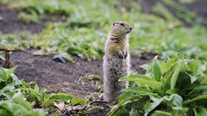 Wall Mural - Gopher (ground squirrel).
