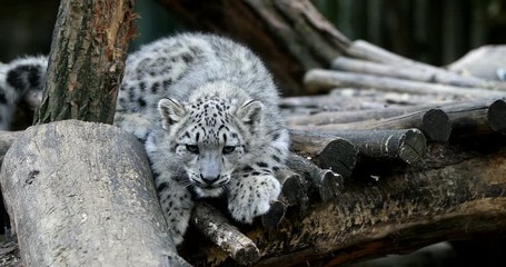 Wall Mural - playful baby kitten of Snow Leopard cat, Irbis