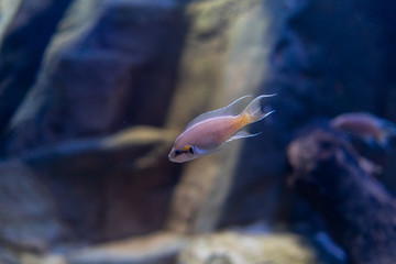 Tropical fish Princess of Burundi (Neolamprologus brichardi) is a species of cichlid endemic to the alkaline waters of Lake Tanganyika in East Africa.