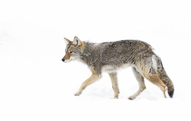 A lone coyote (Canis latrans) isolated on white background walking and hunting in the winter snow in Canada