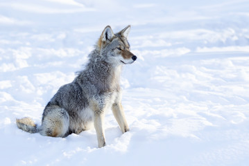 Wall Mural - A lone coyote (Canis latrans) isolated on white background sitting and hunting in the winter snow in Canada