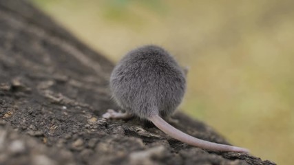 Wall Mural - Mouse on a Branch in the Autumn Forest